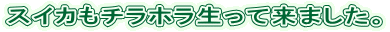 XCJ`zė܂B 