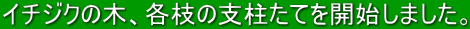 C`WN̖؁Ae}̎xĂJn܂B 