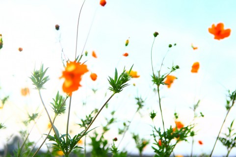 �C���[�W�ʐ^