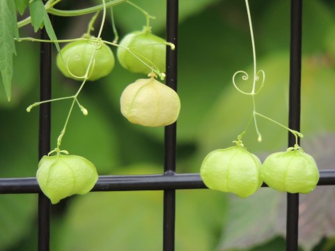 �C���[�W�ʐ^