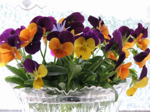 �C���[�W�ʐ^