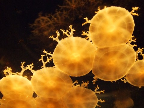 �C���[�W�ʐ^