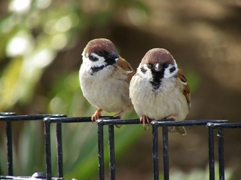 �C���[�W�ʐ^