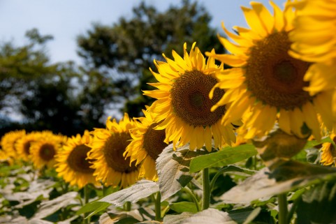 �C���[�W�ʐ^