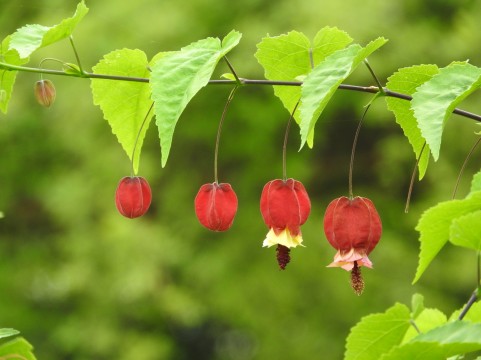 �C���[�W�ʐ^