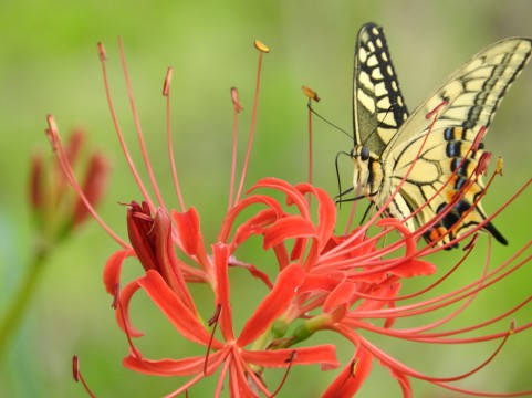 �C���[�W�ʐ^