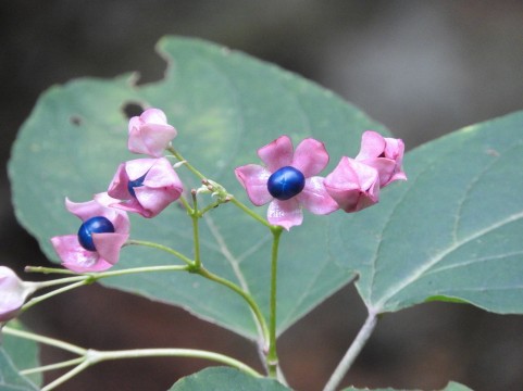 �C���[�W�ʐ^