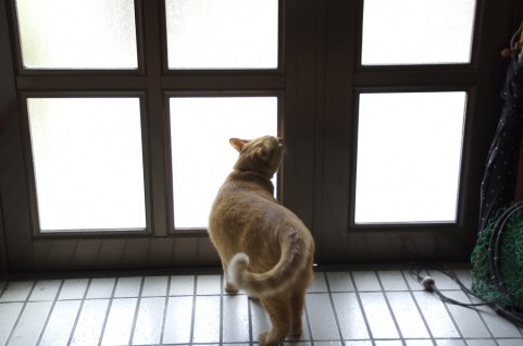 �C���[�W�ʐ^