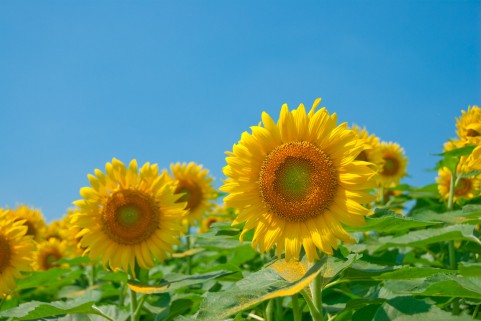 �C���[�W�ʐ^