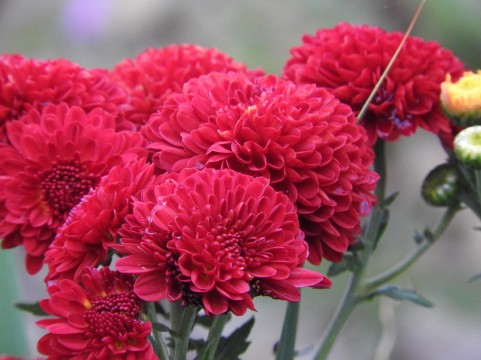 �C���[�W�ʐ^