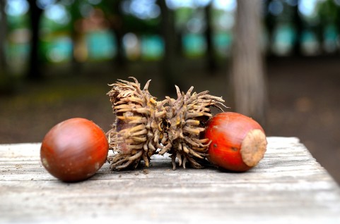 �C���[�W�ʐ^