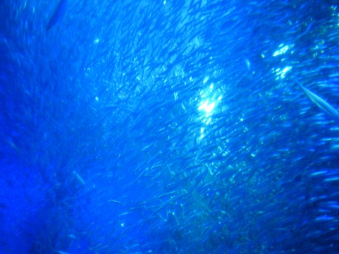 �C���[�W�ʐ^